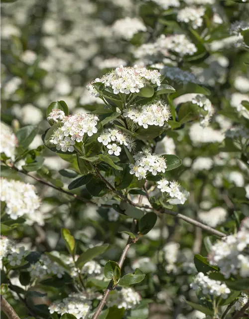 Aronia x prunifolia 'Viking'