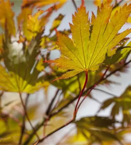 Acer palmatum