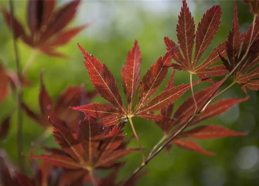 Acer palmatum