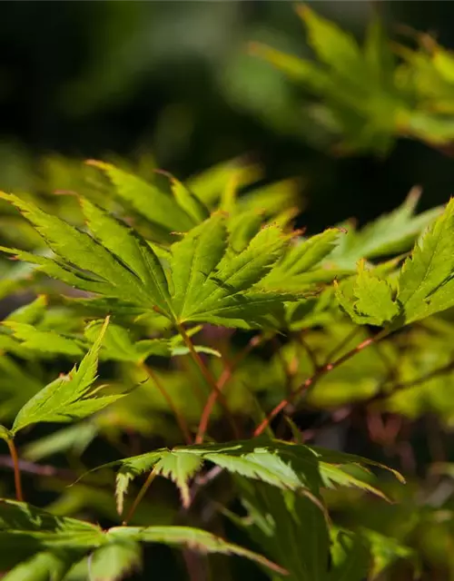 Acer palmatum