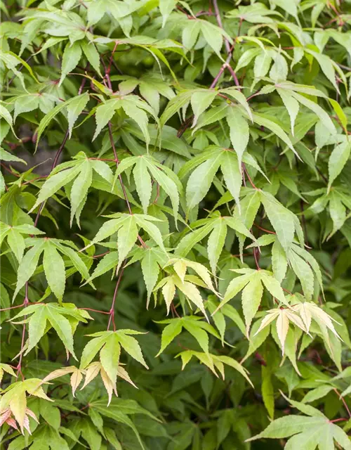 Acer palmatum