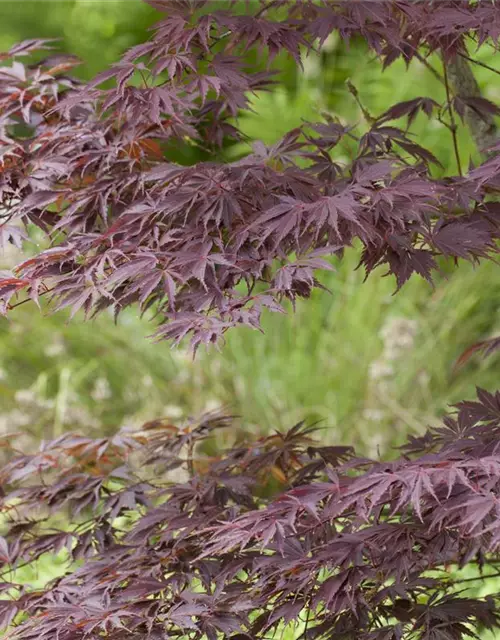 Acer palmatum