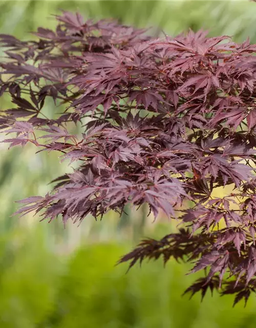 Acer palmatum