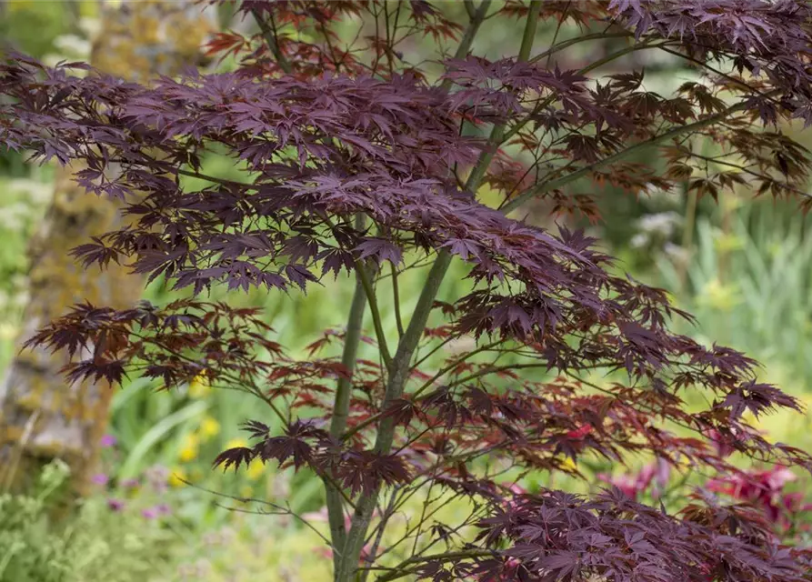 Acer palmatum