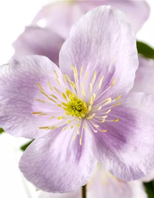 Clematis montana