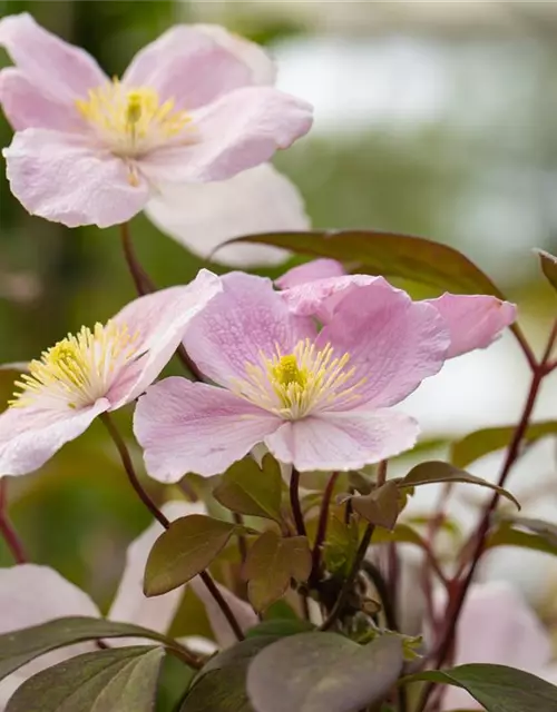 Clematis montana