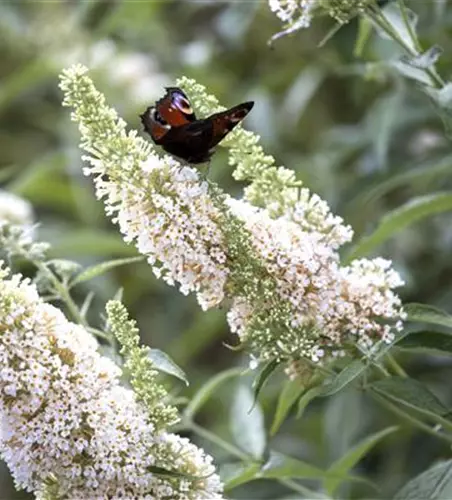 Buddleja davidii 'White Profusion'