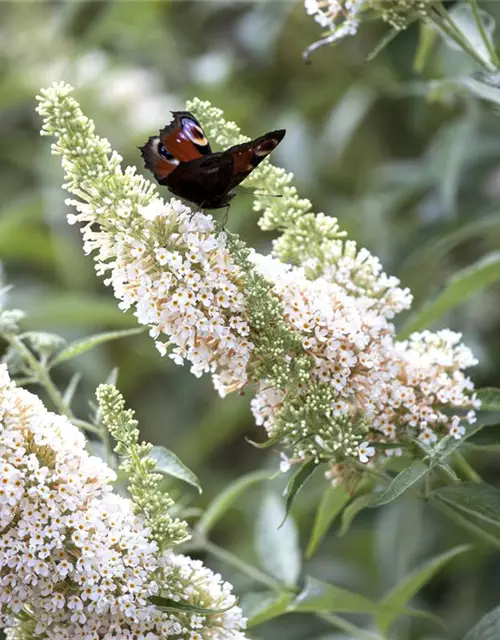 Buddleja davidii 'White Profusion'