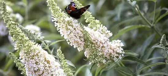 Buddleja davidii 'White Profusion'