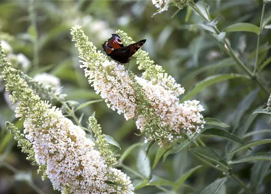 Buddleja davidii 'White Profusion'