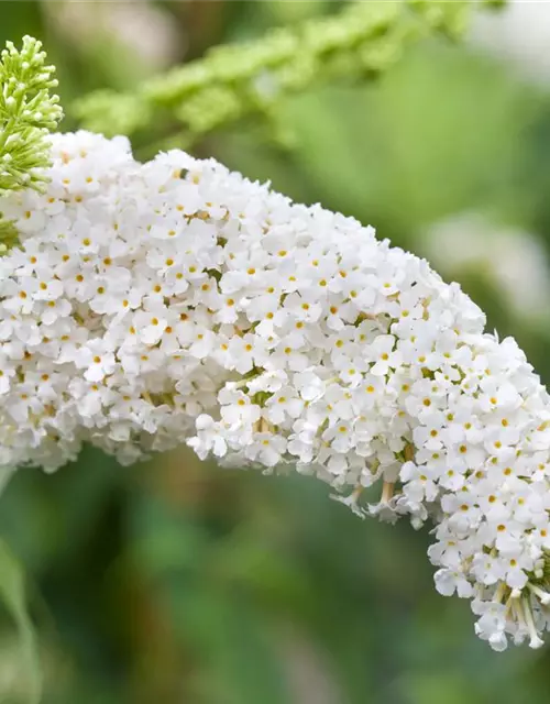 Buddleja davidii 'White Profusion'