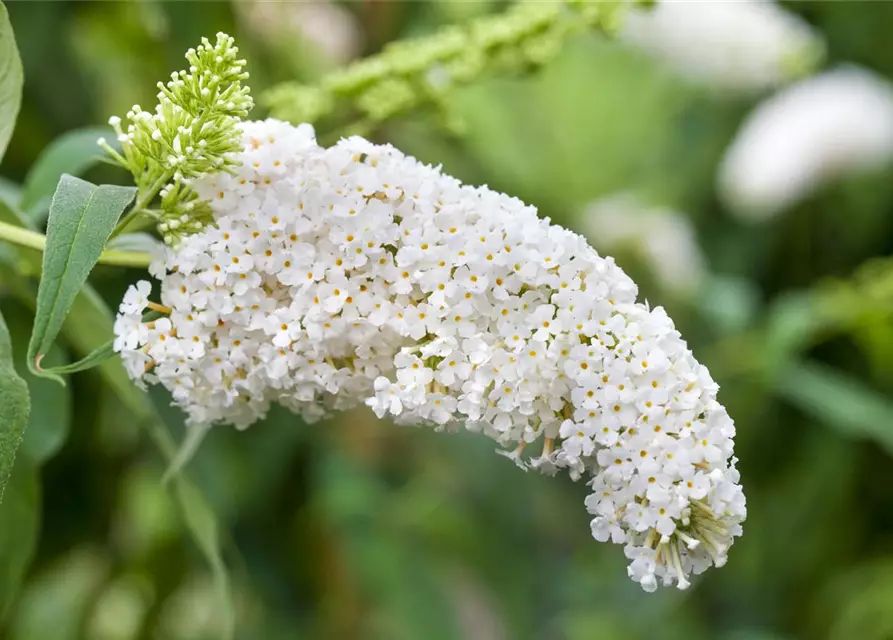 Buddleja davidii 'White Profusion'