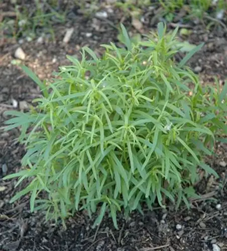 Artemisia dracunculus