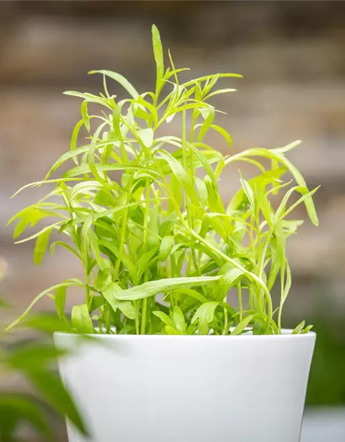 Artemisia dracunculus