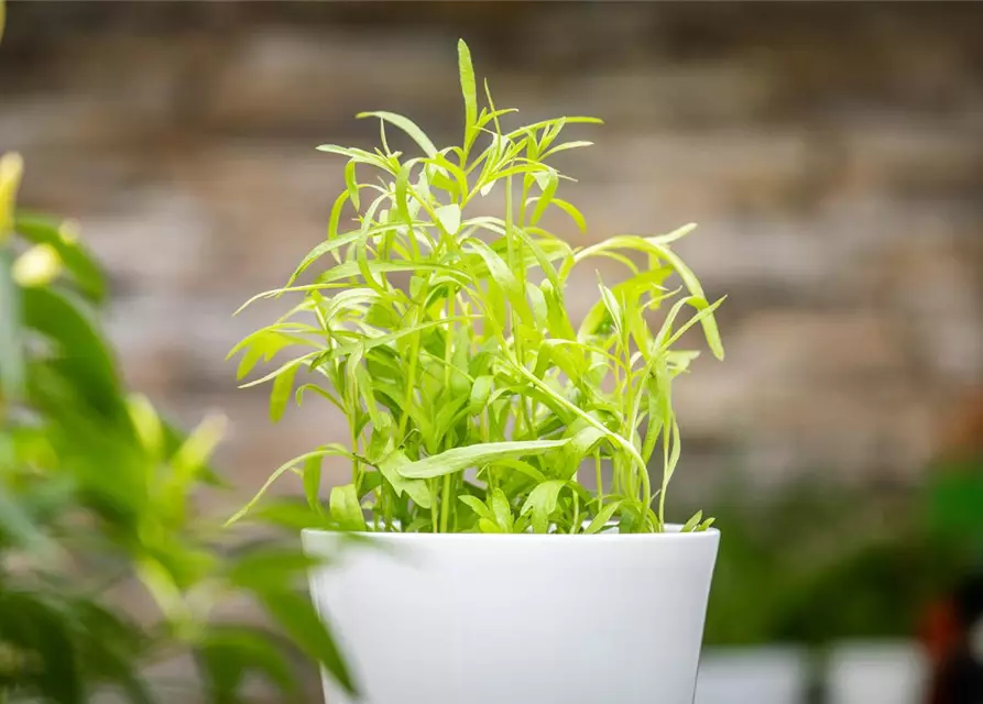 Artemisia dracunculus