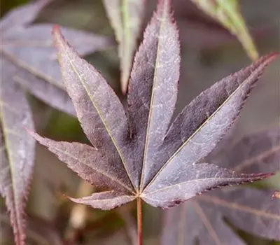 Acer palmatum 'Atropurpureum'