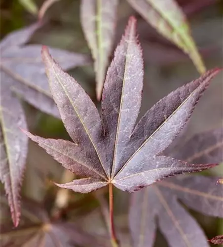 Acer palmatum 'Atropurpureum'