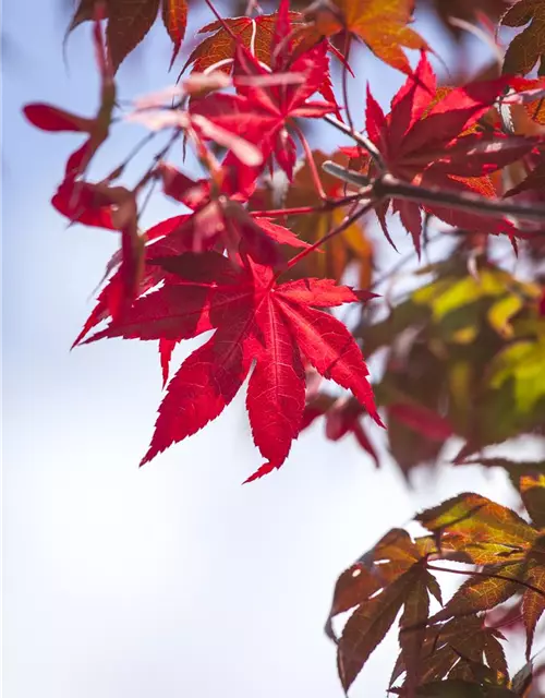 Acer palmatum 'Atropurpureum'