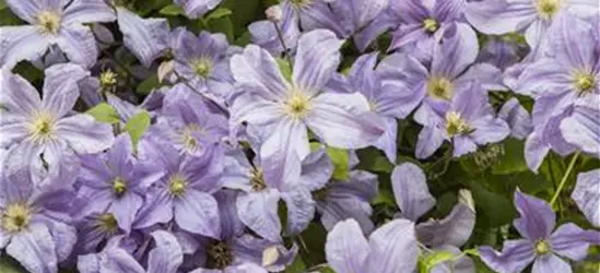 Clematis viticella