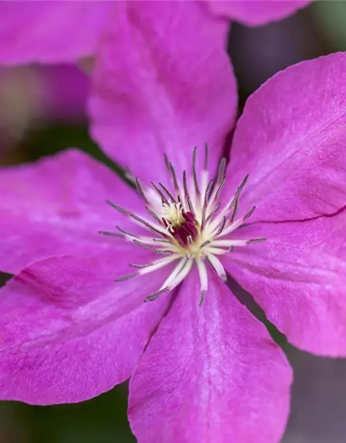 Clematis viticella