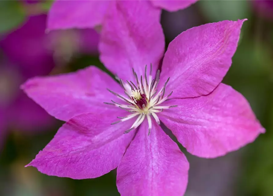 Clematis viticella