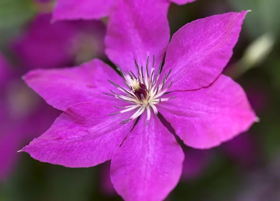 Clematis viticella