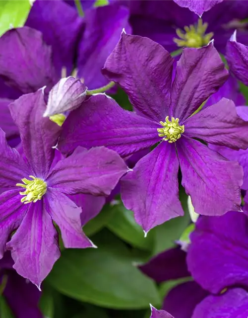 Clematis viticella