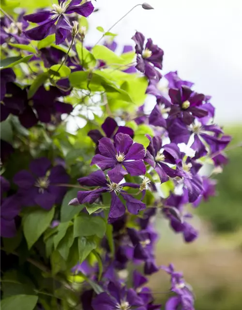 Clematis viticella