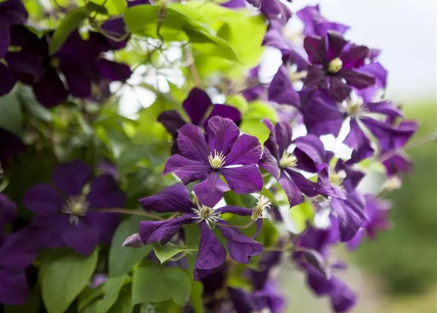 Clematis viticella