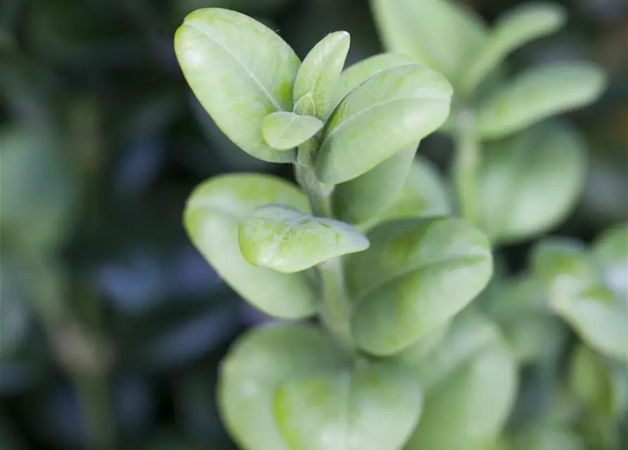 Buxus sempervirens