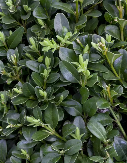 Buxus sempervirens