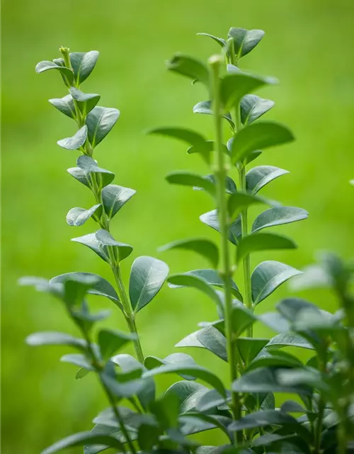 Buxus sempervirens