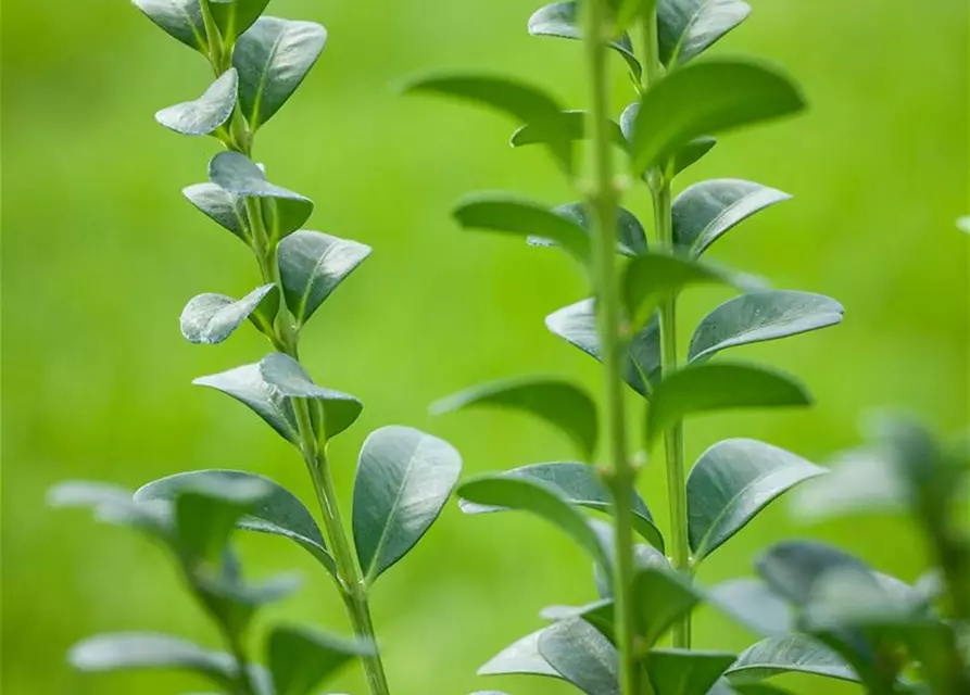 Buxus sempervirens