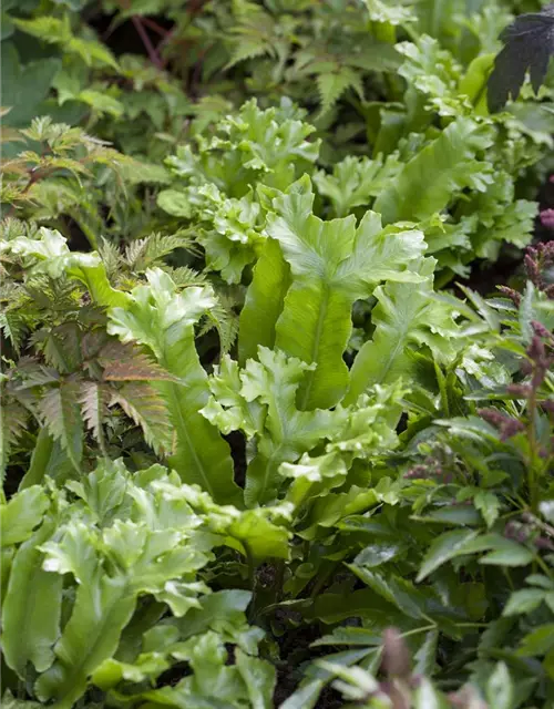 Asplenium scolopendrium