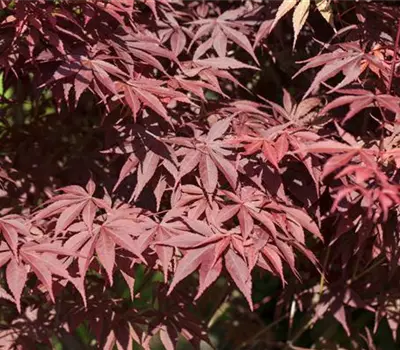 Acer palmatum 'Bloodgood'