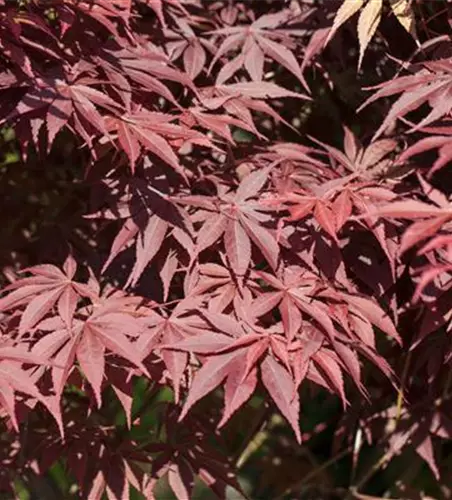 Acer palmatum 'Bloodgood'