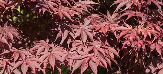 Acer palmatum 'Bloodgood'