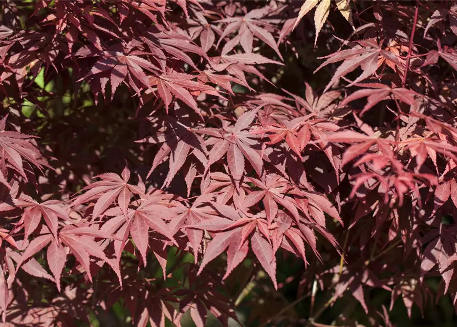 Acer palmatum 'Bloodgood'