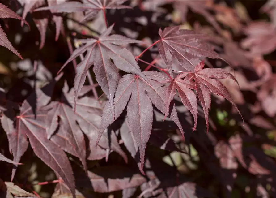 Acer palmatum 'Bloodgood'