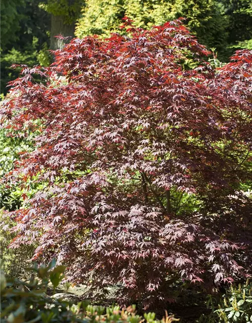 Acer palmatum 'Bloodgood'