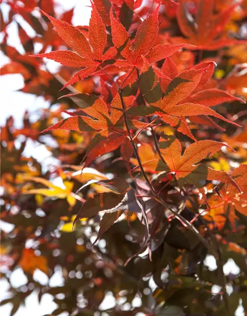 Acer palmatum 'Bloodgood'