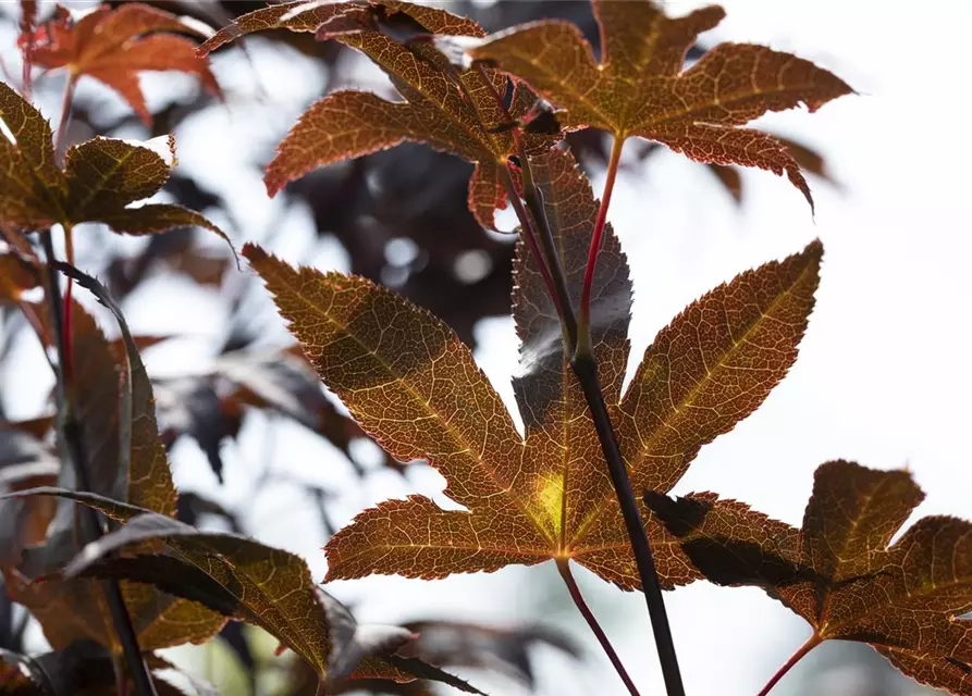 Acer palmatum 'Bloodgood'