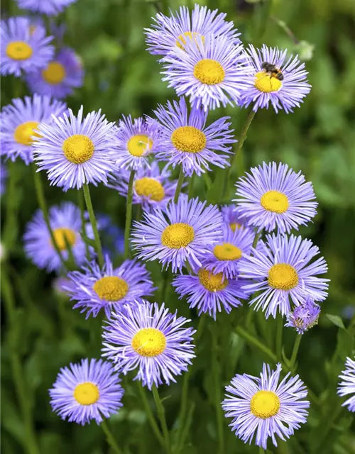 Aster dumosus, blau