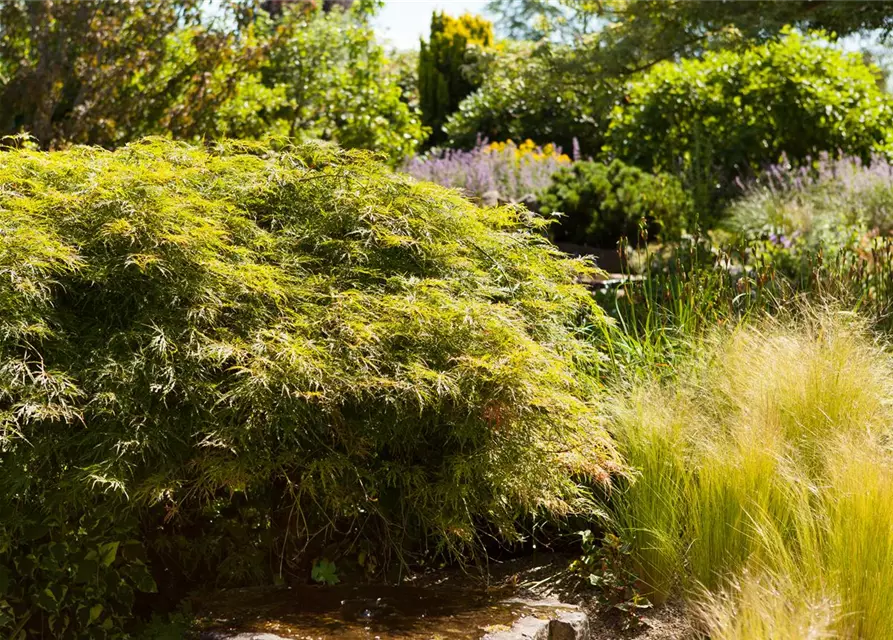 Acer palmatum 'Dissectum'