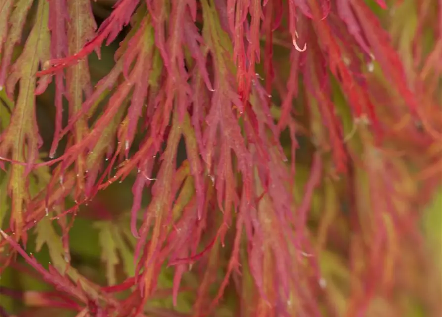 Acer palmatum 'Dissectum'