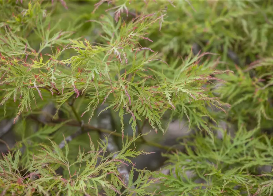 Acer palmatum 'Dissectum'