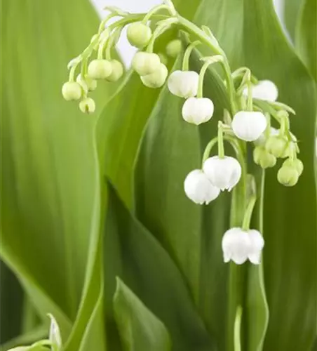 Convallaria majalis