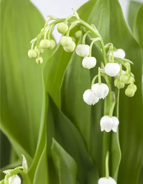 Convallaria majalis