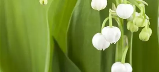 Convallaria majalis