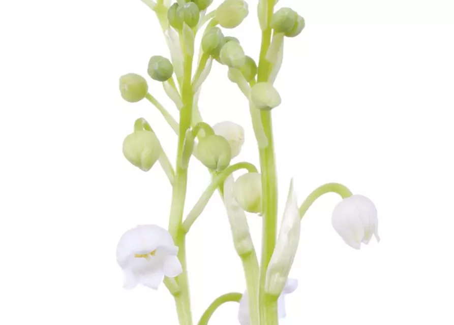 Convallaria majalis